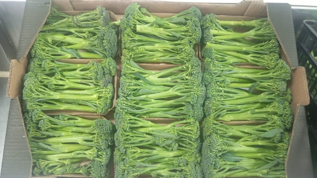 Brocoloni fresco cultivado por Espárragos de la abuela