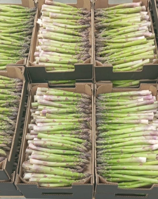 Cajas de espárragos - Frescos y verdes - Espárragos de la abuela